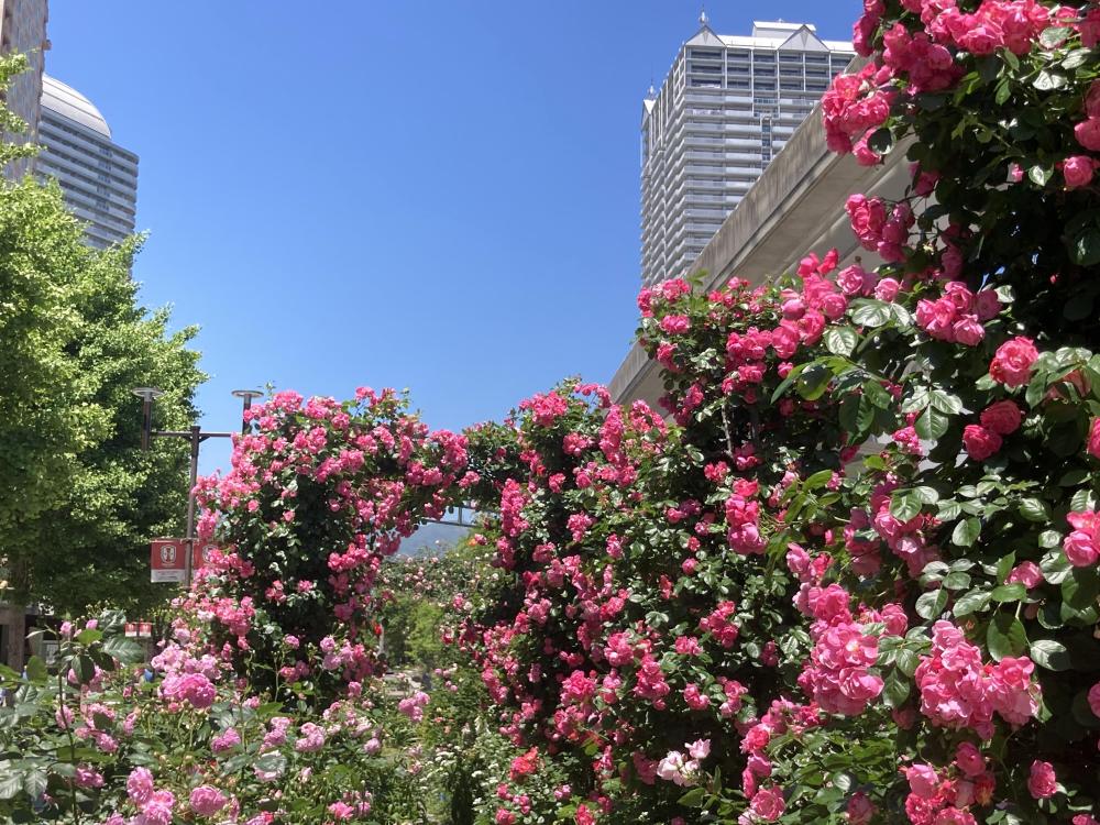 RICローズガーデン