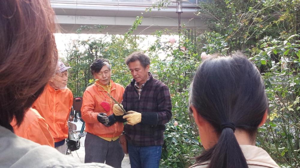 バラでまちづくり