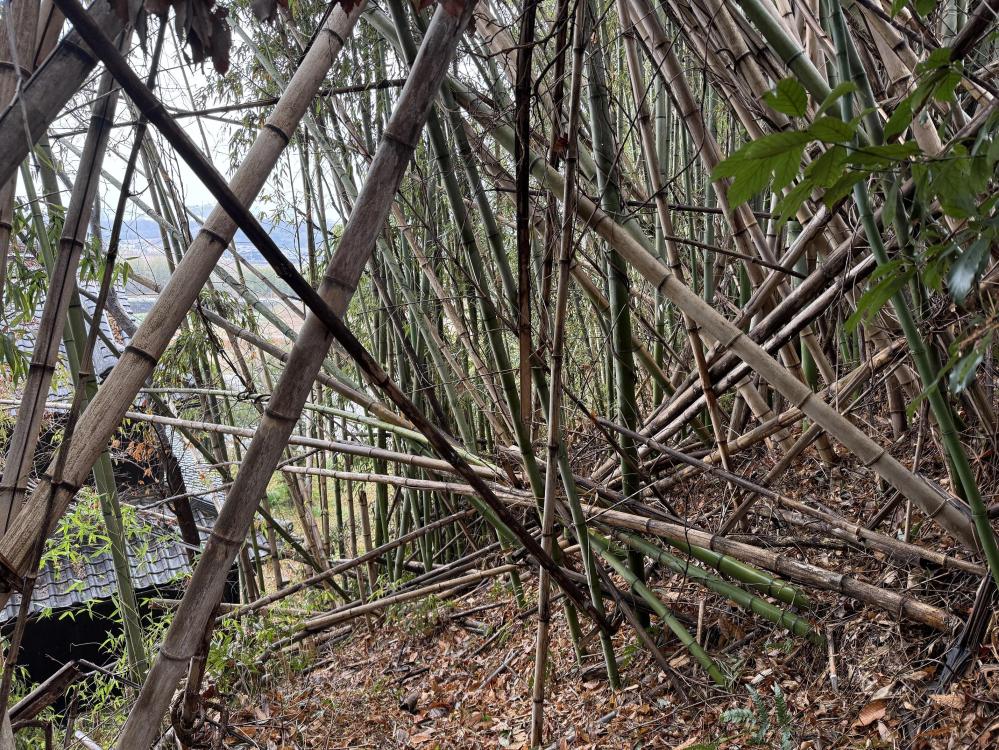 家に倒れている竹を整備しよう！