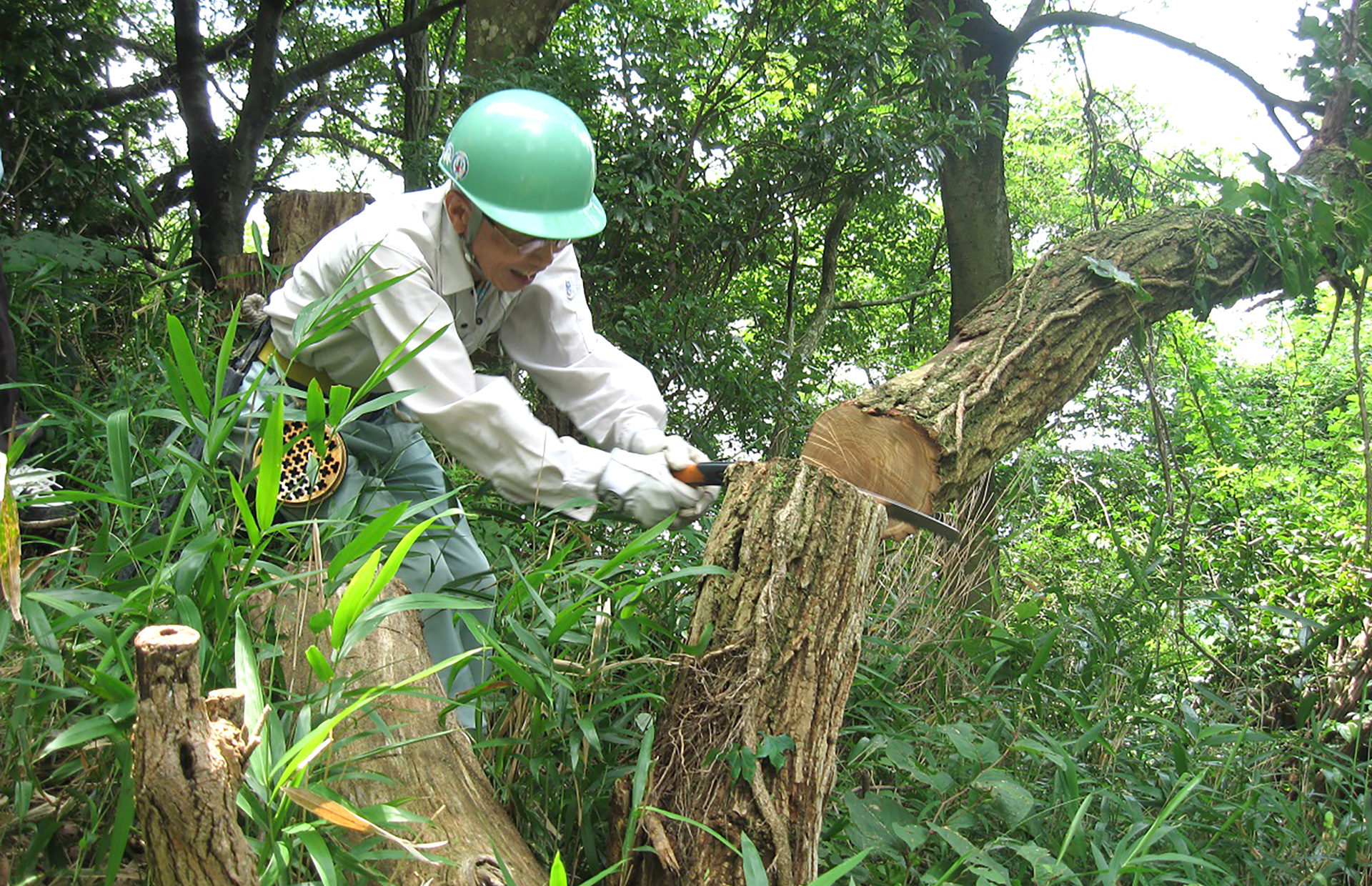 神戸の森林（もり）を守り育てる（布引・世継山）