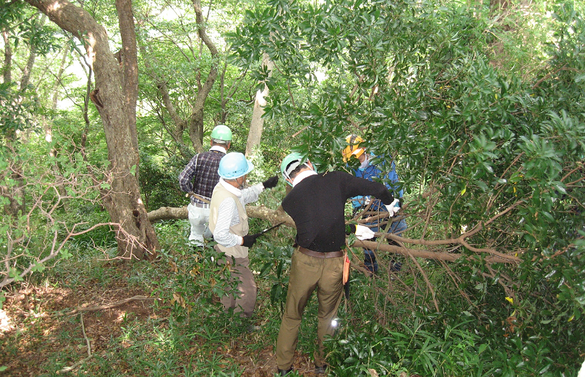 神戸の森林（もり）を守り育てる（布引・世継山）